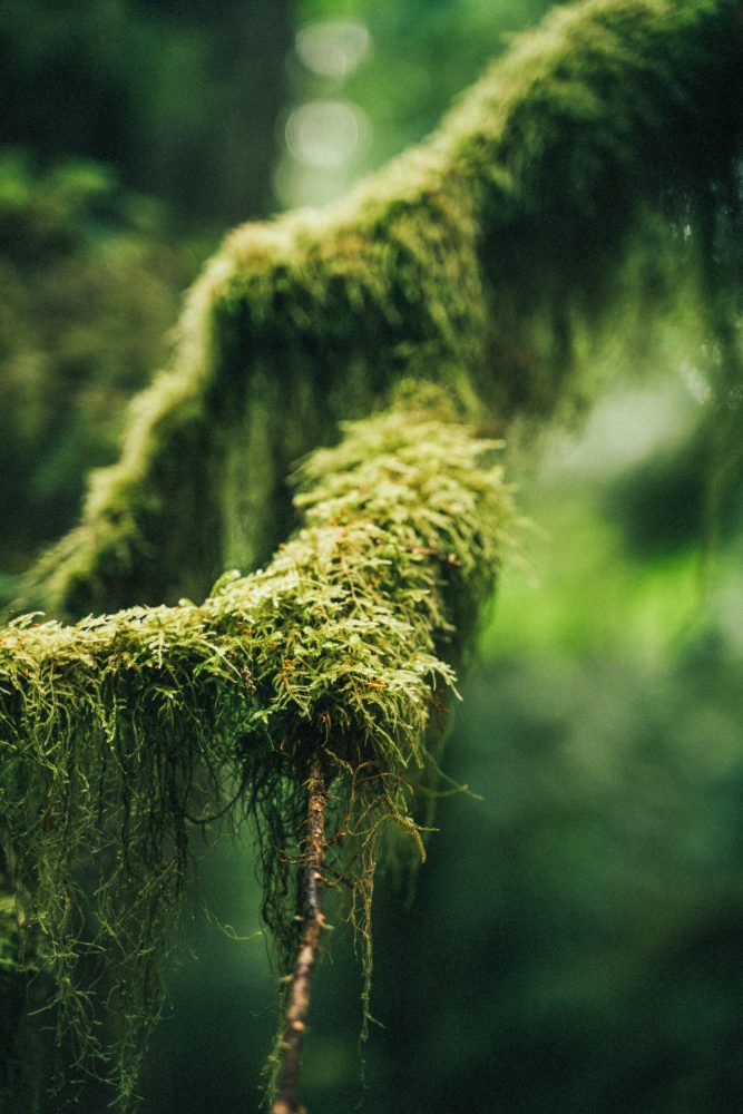 A mossy branch in a Vancouver Island rainforest